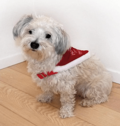 julekostume til hund juletøj til hund